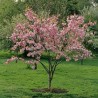 Japoninė vyšnia 'Pink Perfection' /Prunus serrulata/ - P9 kont.