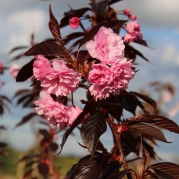 Japoninė vyšnia "Royal Burgundy,, /Prunus serrulata/ - P9 kont.