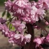 Japānas ziedu ķirsis - sakura "Royal Burgundy,, /Prunus serrulata/ - P9 kont.