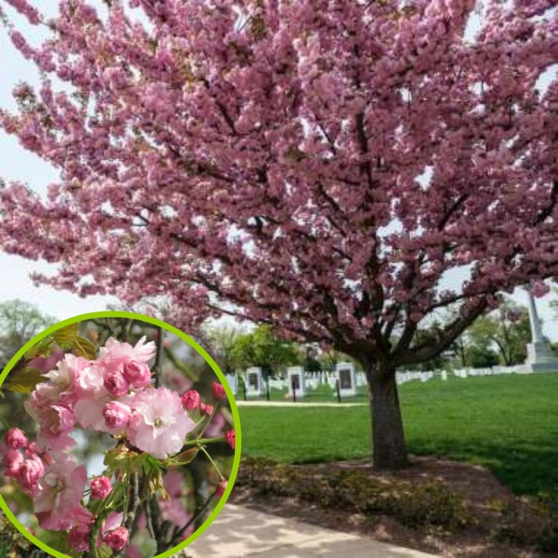 Japoninė vyšnia 'Pink Perfection' /Prunus serrulata/ - P9 kont.