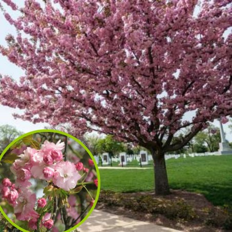 Japoninė vyšnia 'Pink Perfection' /Prunus serrulata/ - P9 kont.