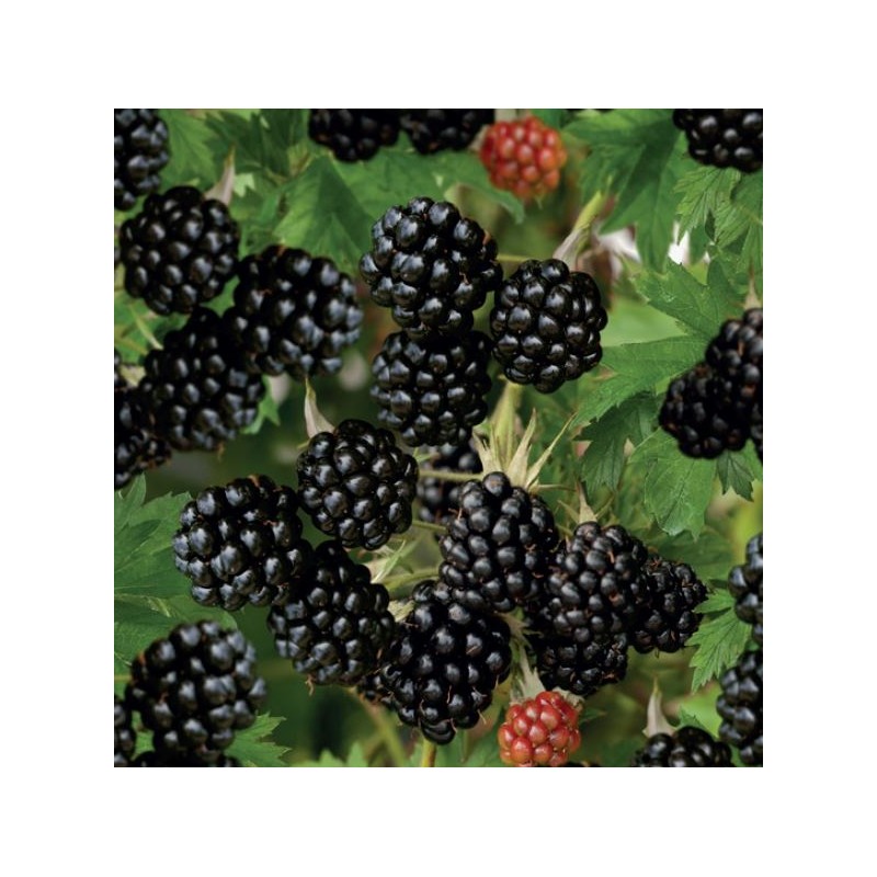 Gervuogė "Thornfree" /rubus fruticosus/ - P9 kont.