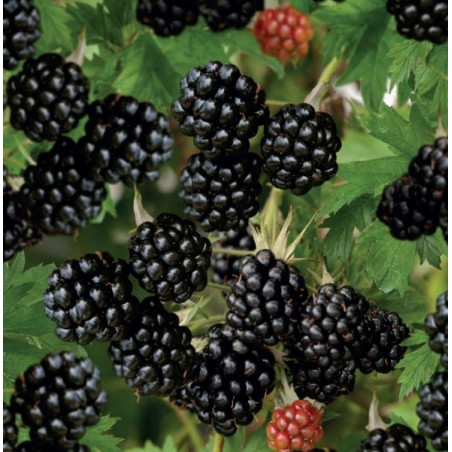 Gervuogė "Thornfree" /rubus fruticosus/ - P9 kont.