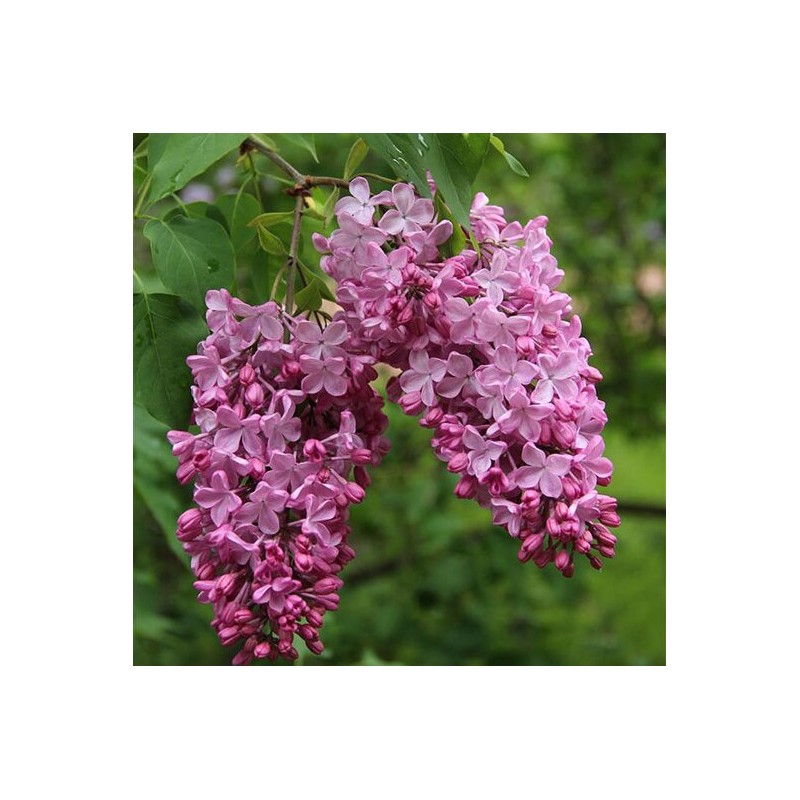 Ceriņš 'Esther Stanley' /Syringa vulgaris/- P9 kont.