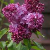 Alyva 'Esther Stanley' /Syringa vulgaris/- P9 kont.
