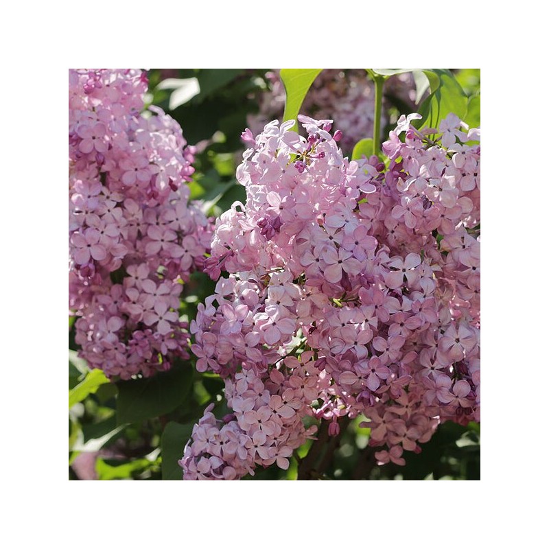 Ceriņš 'Hortensia' /Syringa vulgaris/- P9 kont.