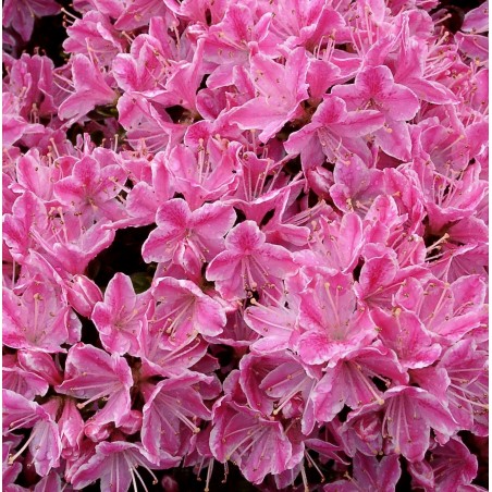 Azalija, Japoniškoji 'Kermesina Rosea' /Azalea japonica/ - P10.5 kont.