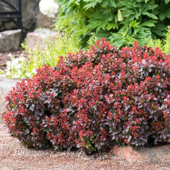 Bārbele, Tunberga...