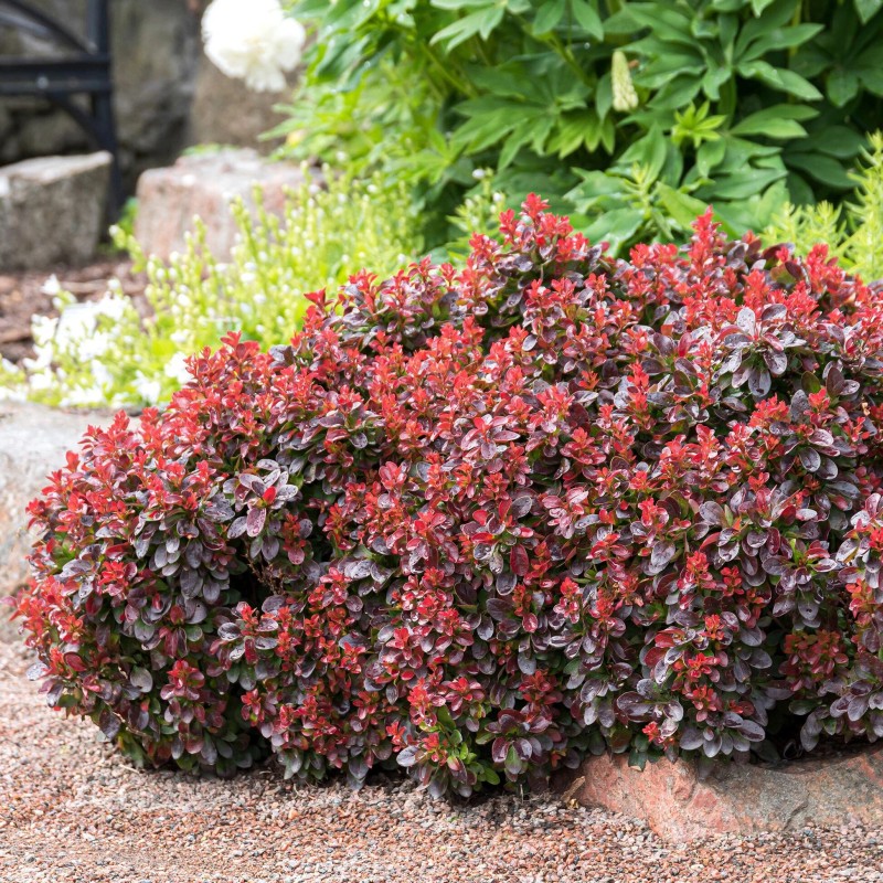 Bārbele, Tunberga "Bagatelle" /berberis thunbergii/ - P9 kont.