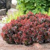Bārbele, Tunberga "Bagatelle" /berberis thunbergii/ - P9 kont.