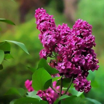 Ceriņš 'Znamya Ļeņina'...