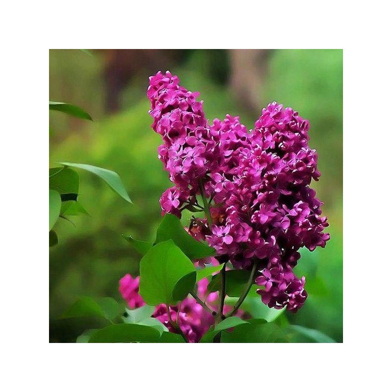 Ceriņš 'Znamya Ļeņina' /Syringa vulgaris/ - P9 kont.