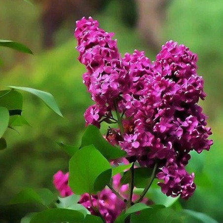 Ceriņš 'Znamya Ļeņina' /Syringa vulgaris/ - P9 kont.