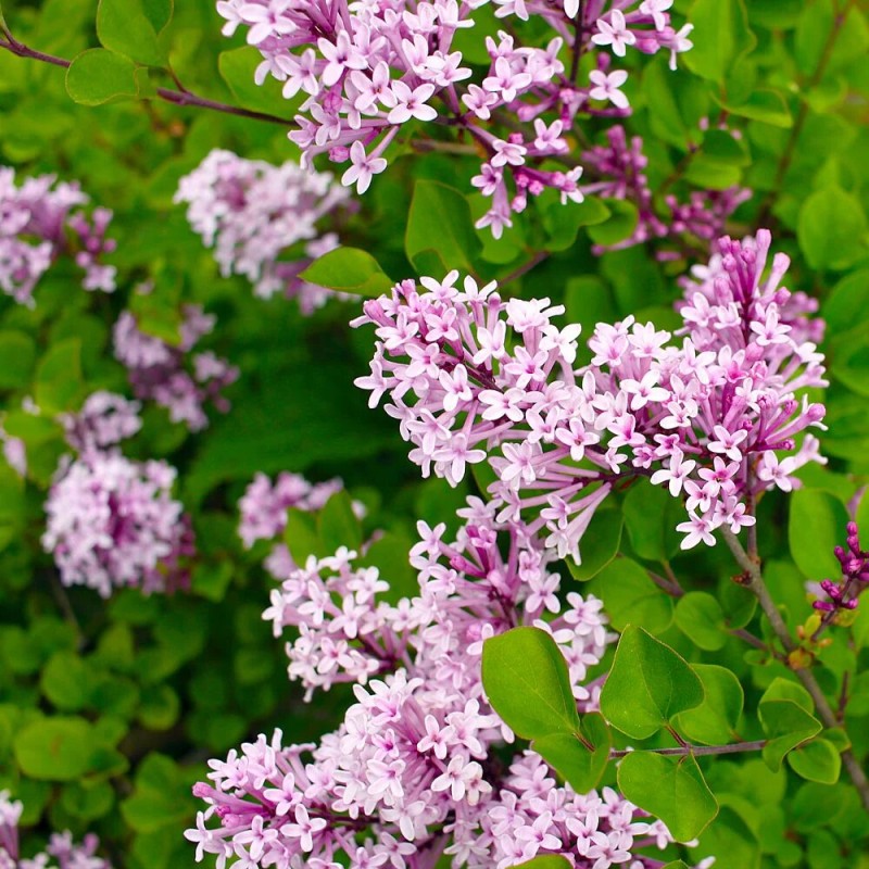 Alyva 'Red Pixie' /Syringa meyeri/ - P9 kont.
