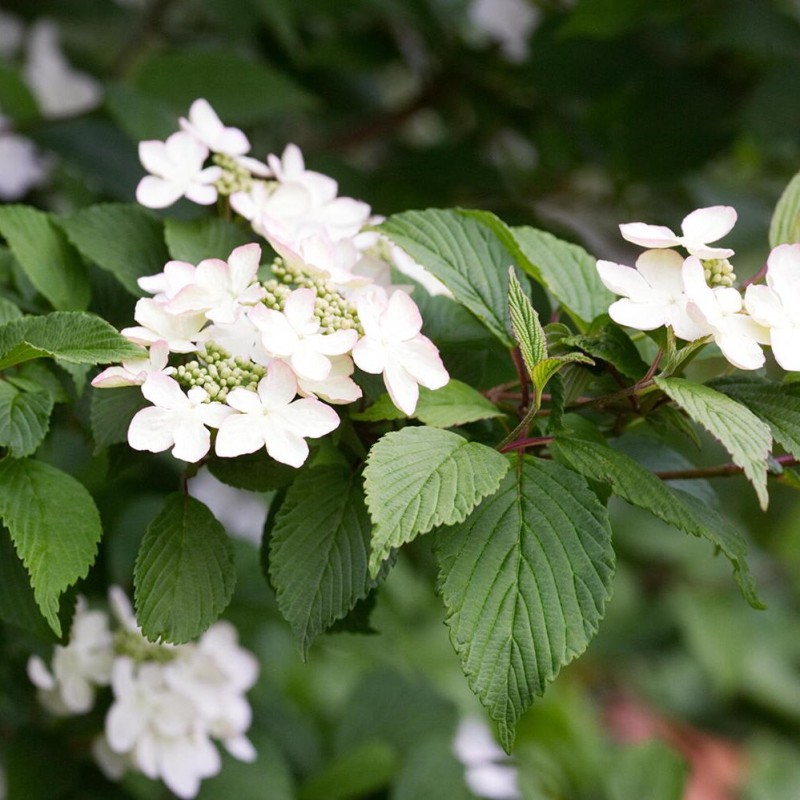 Irbene, Japānas milzu ,,Kilimanjaro,, /Viburnum plicatum/ - P9 kont.