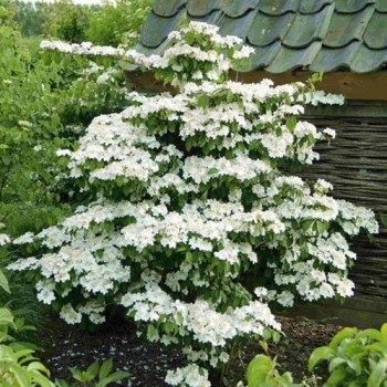 Irbene, Japānas milzu ,,Kilimanjaro,, /Viburnum plicatum/ - P9 kont.