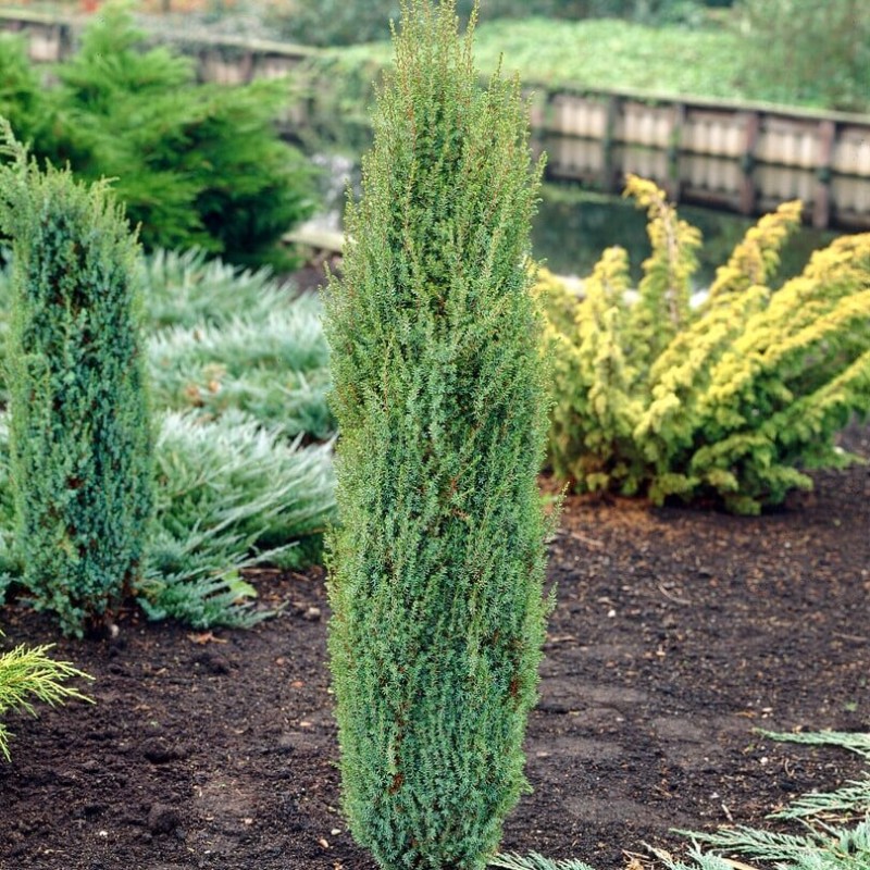 Kadiķis, parastais ,,Arnold" /Juniperus communis/ - P9 kont.