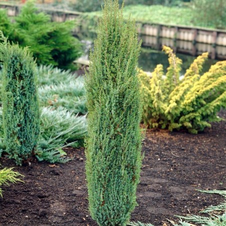 Kadiķis, parastais ,,Arnold" /Juniperus communis/ - P9 kont.