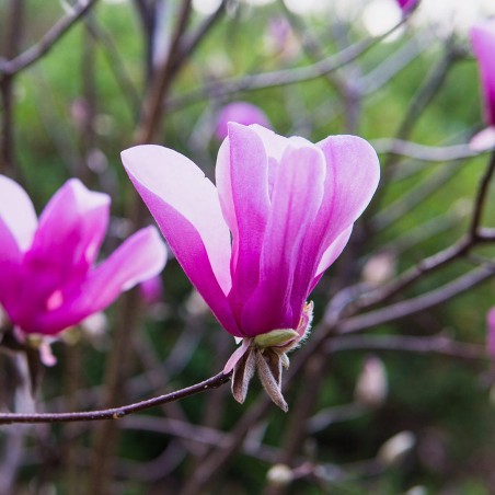 Magnolija 'Ann' /magnolia/ - P9 kont.