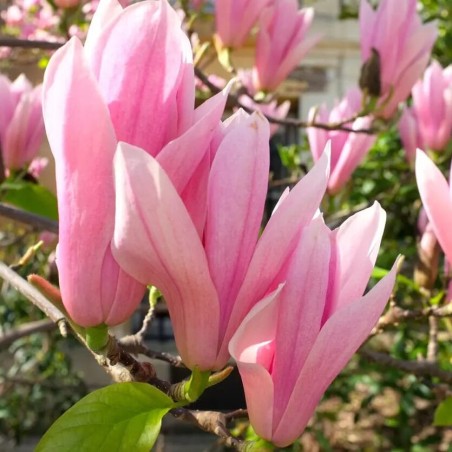 Magnolija ,,Pinkie,, /magnolia/ - P9 kont.