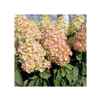 Hortenzija, skarainā ,,Metallica,, ("Renmeta") /Hydrangea paniculata/ - P8 kont.