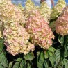Hortenzija, skarainā ,,Metallica,, ("Renmeta") /Hydrangea paniculata/ - P8 kont.
