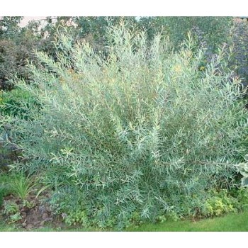 Kārkls, sarkanais ,,Nana,, /Salix purpurea/ - P9 kont.