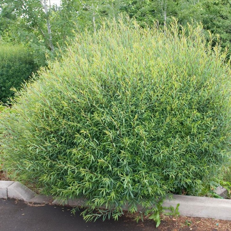 Kārkls, sarkanais ,,Nana,, /Salix purpurea/ - P9 kont.