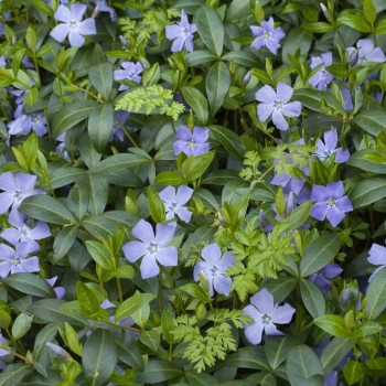 Kapmirte, mazā /vinca minor/ - P9 kont.