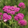 Kraujažolė, paprastoji  'Cerise Queen /Achillea millefolium/ - P9 kont.