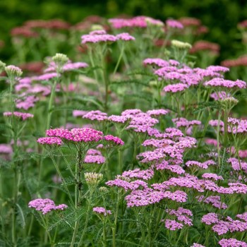 Kraujažolė, paprastoji  'Cerise Queen /Achillea millefolium/ - P9 kont.