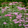 Pelašķis, parastais 'Cerise Queen /Achillea millefolium/ - P9 kont.