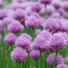 Česnako laišką /Allium schoenoprasum/ - P9 kont.