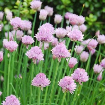 Česnako laišką /Allium schoenoprasum/ - P9 kont.