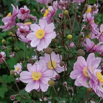 Anemonai 'September Charm'...