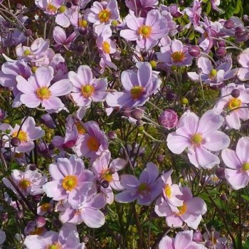 Anemonai 'September Charm'  /Anemone hybrida/ - P9 kont.