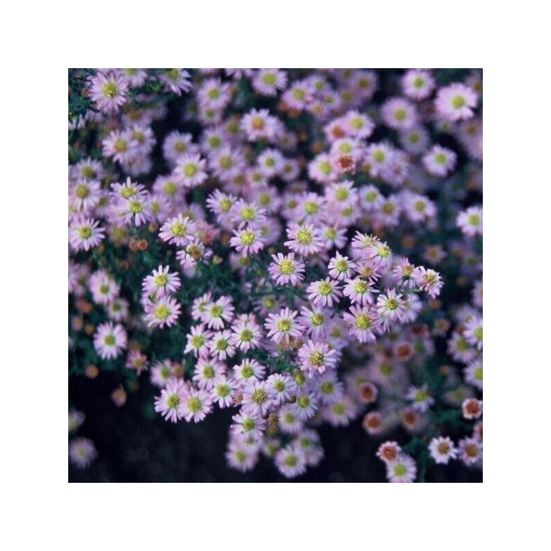 Ageratoides, aster  'Stardust'  /Aster ageratoides/ - P9 kont.