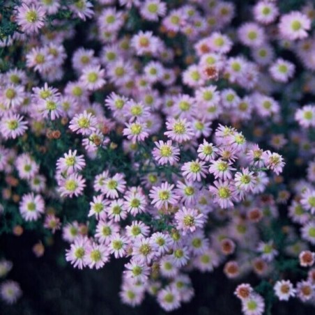 Ageratoides, aster  'Stardust'  /Aster ageratoides/ - P9 kont.