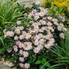 Ageratoides, aster  'Stardust'  /Aster ageratoides/ - P9 kont.