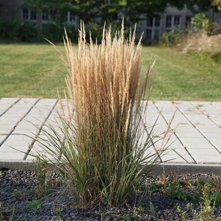 Ciesa, asmatu 'Overdam' /Calamagrostis acut./ - P9 kont.