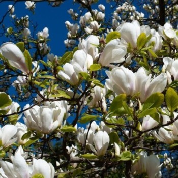 Lēbnera magnolija...