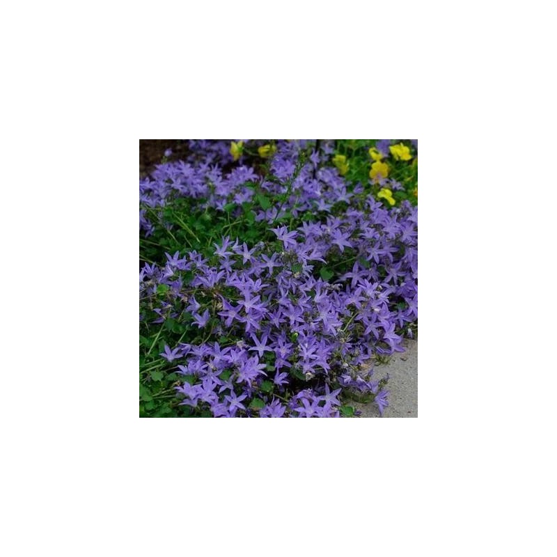 Pulkstenīte, Požarska /Campanula poscharskyana/ - P9 kont.