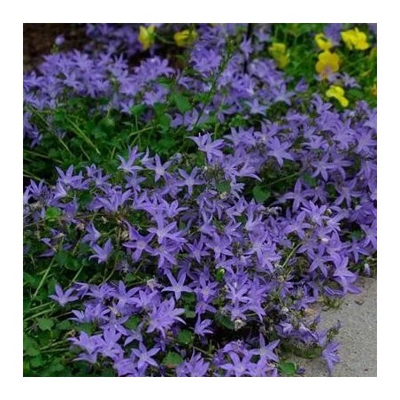 Pulkstenīte, Požarska /Campanula poscharskyana/ - P9 kont.