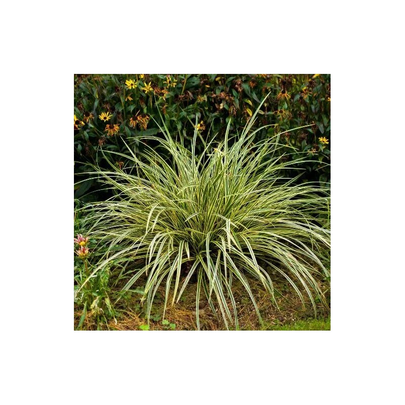 Grīslis, Morova 'Goldband' /Carex morrowii/ - P9 kont.