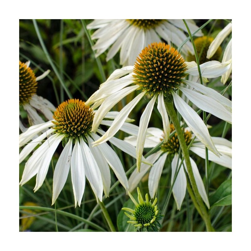 Ežiuolė, purpurinė 'White Swan'/Echinacea purpurea/ - P9 kont.