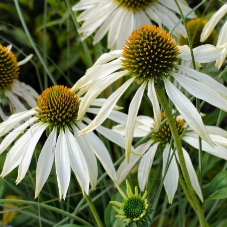 Ehinācija, purpura 'White Swan'/Echinacea purpurea/ - P9 kont.