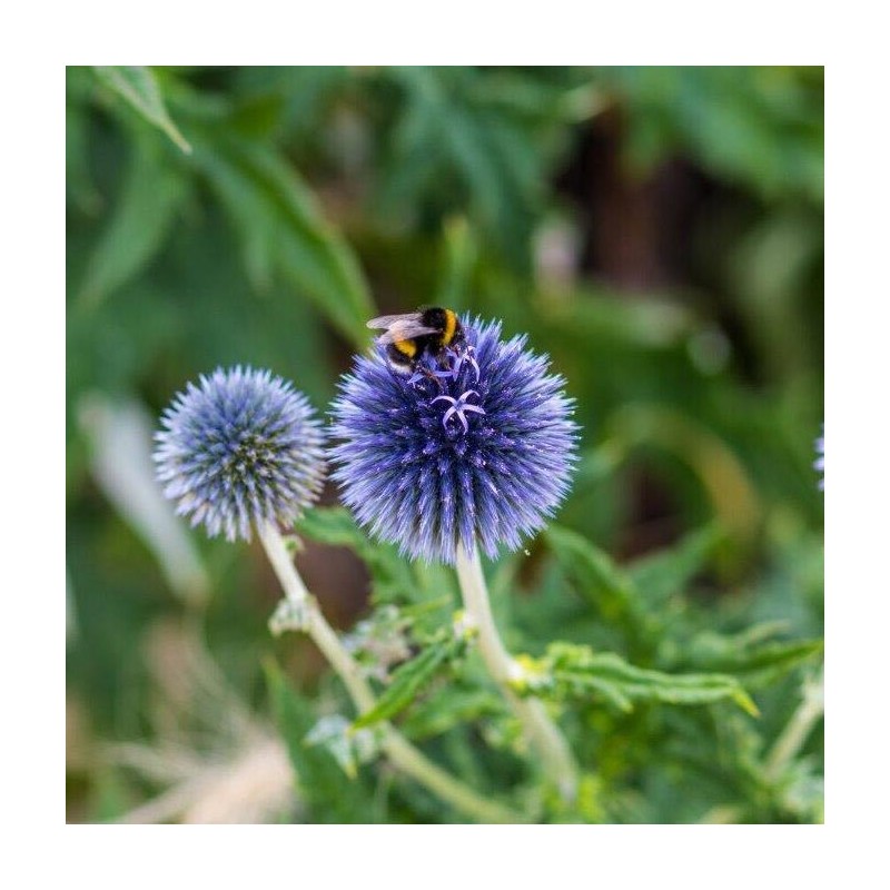 Ežziede, augstā 'Blue Globe' /Echinops bannaticus/ - P9 kont.