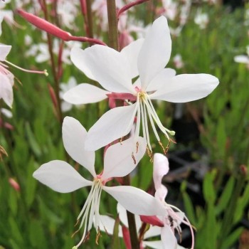 Gaurė, lindheimerio 'Whirling Butterflies' /Gaura lindheimeri/ - P9 kont.