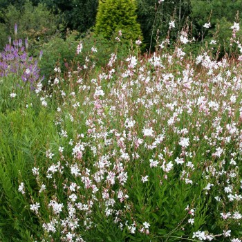 Gaurė, lindheimerio 'Whirling Butterflies' /Gaura lindheimeri/ - P9 kont.