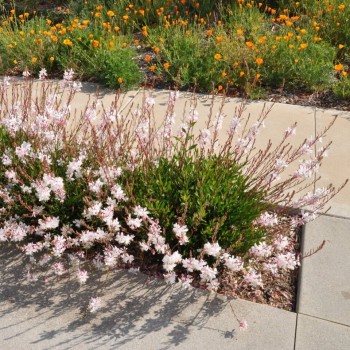 Gaurė, lindheimerio 'Whirling Butterflies' /Gaura lindheimeri/ - P9 kont.